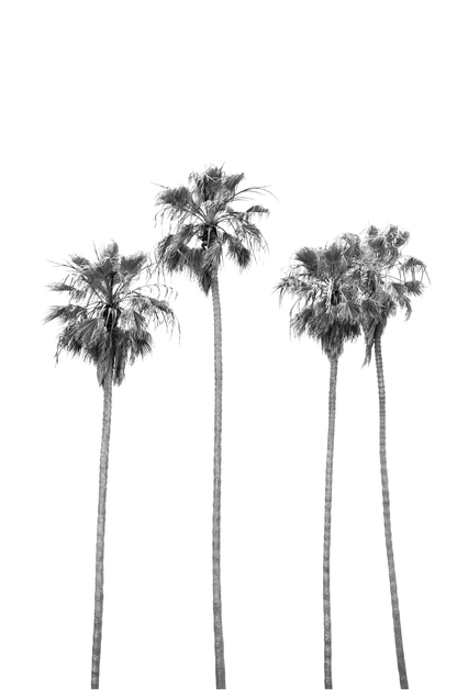Minimalist palm tree print in black and white, showcasing a line of tall palm trees against a bright background. This vertical wall art is a coastal palm tree print. 