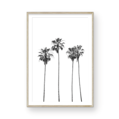 Minimalist palm tree print in black and white, showcasing a line of tall palm trees against a bright background. This vertical wall art is a coastal palm tree print. Photograph in minimalist mock up.