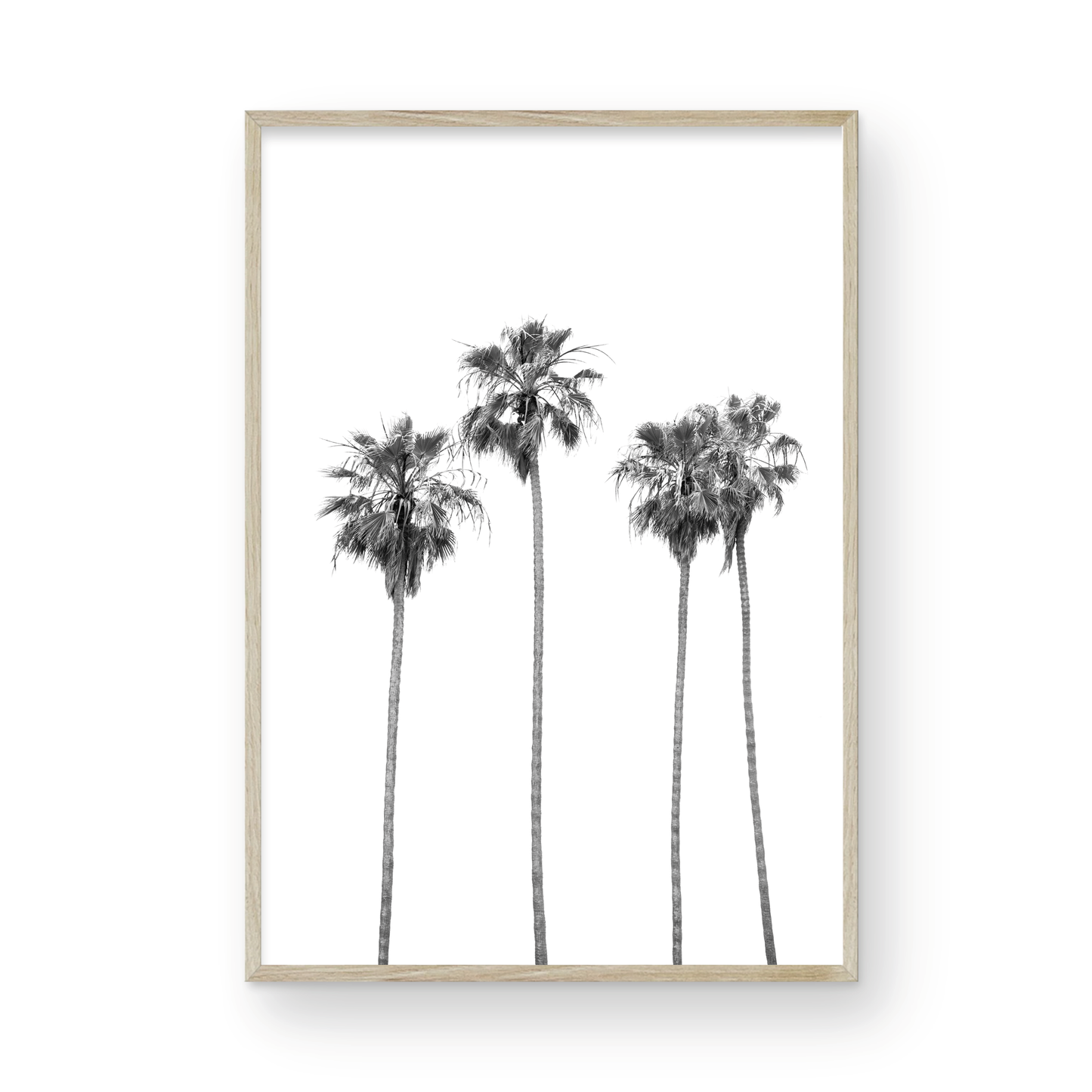 Palms 4853