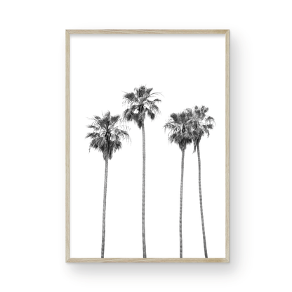 Minimalist palm tree print in black and white, showcasing a line of tall palm trees against a bright background. This vertical wall art is a coastal palm tree print. Photograph in minimalist mock up.
