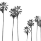 Palms 4863