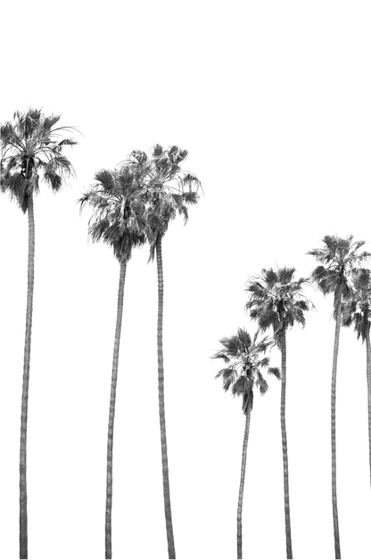 Minimalist palm tree print in black and white, showcasing a line of tall palm trees against a bright background. This vertical wall art is a coastal palm tree print. 