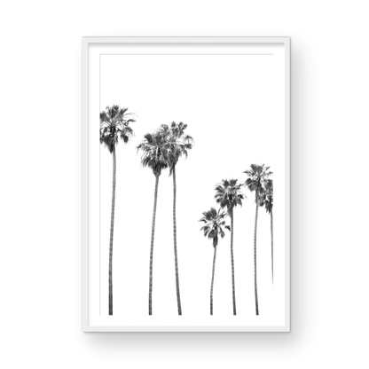 Palms 4863