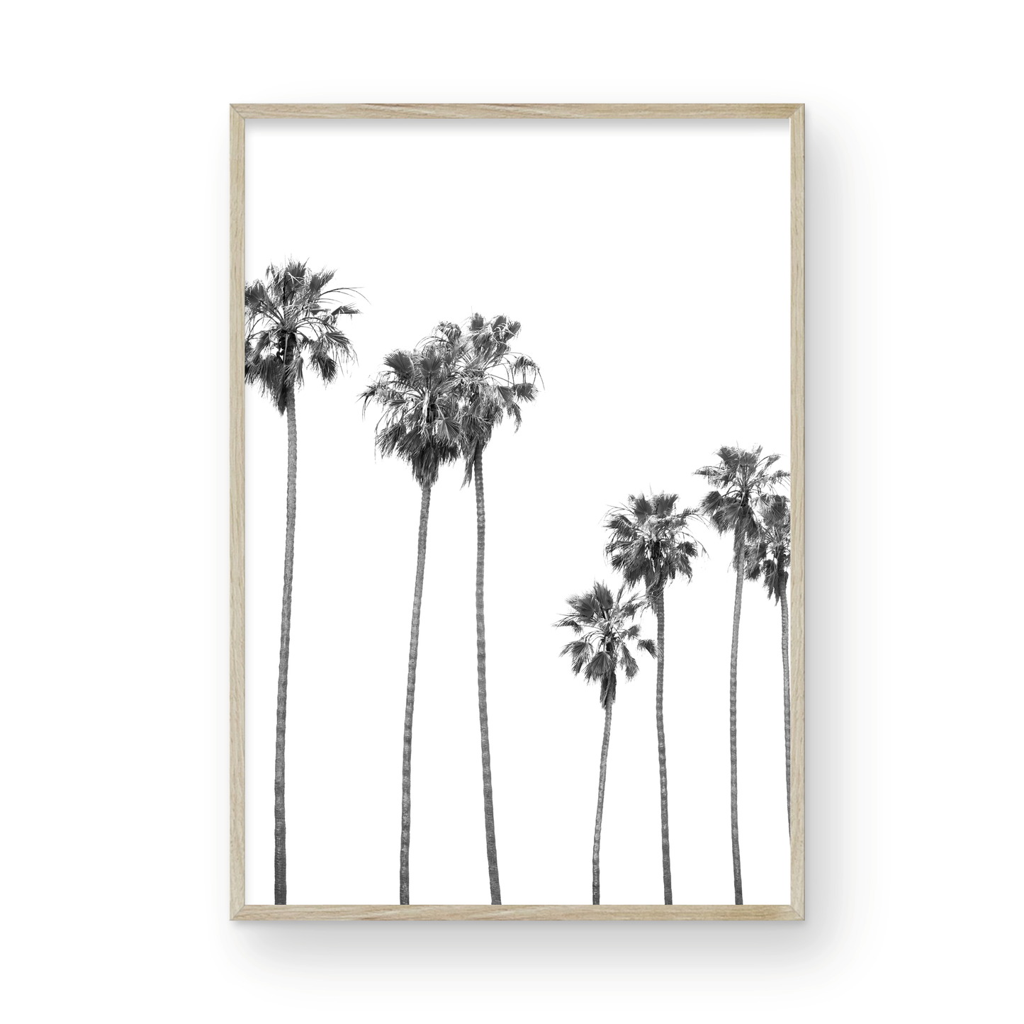 Palms 4863