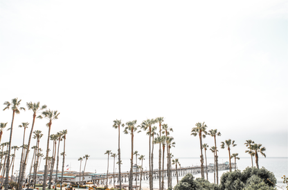 Horizontal landscape coastal photography of many palm trees in the foreground, with the San Clemente Pier extending into the ocean in the background. This large landscape beach art conveys strong beach vibes. 