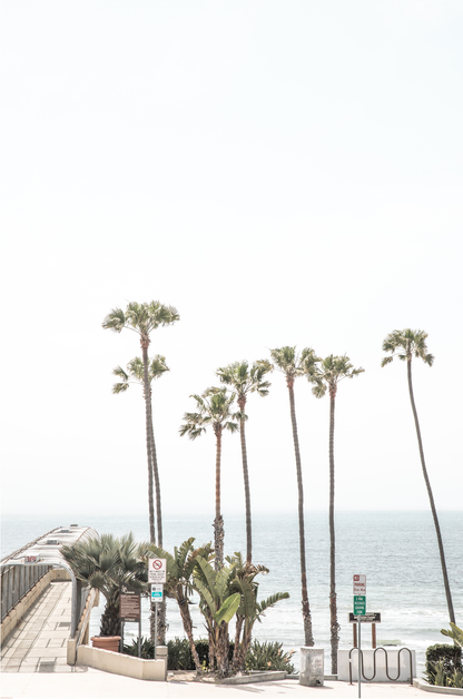 Vertical California coast print featuring a row of tall palm trees standing beside the entrance to a pier, with the ocean in the background. A coastal palm tree print. 