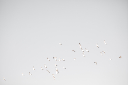 Birds 4803