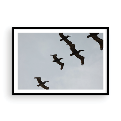 Birds Above 6018