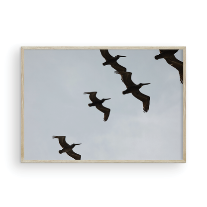 Birds Above 6018