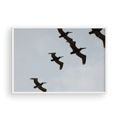Birds Above 6018