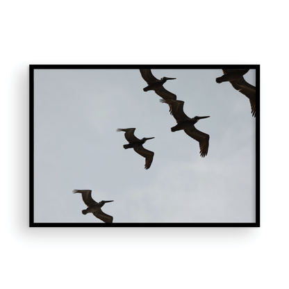 Birds Above 6018