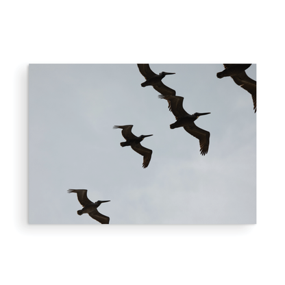 Birds Above 6018