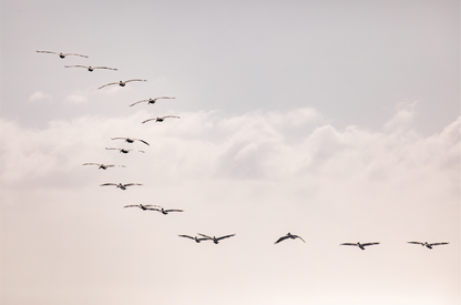 Birds at Sunset 5319