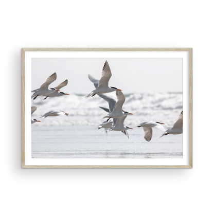 Birds in Flight 5280