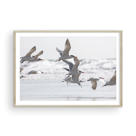 Birds in Flight 5280