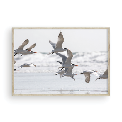 Birds in Flight 5280