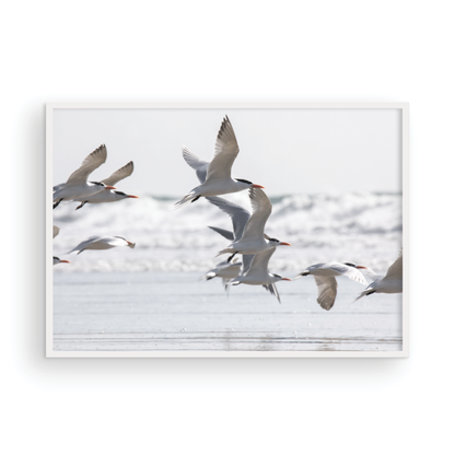 Birds in Flight 5280