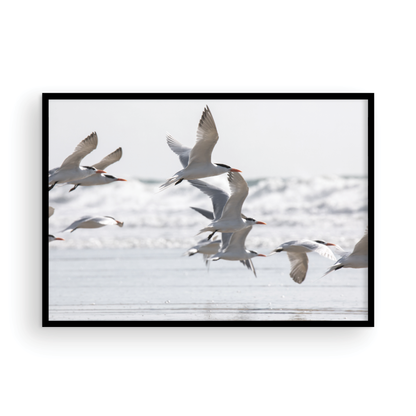 Birds in Flight 5280