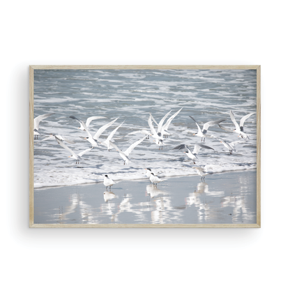 Birds in Surf 5038
