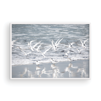 Birds in Surf 5038