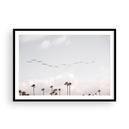 Birds over Palms 5301