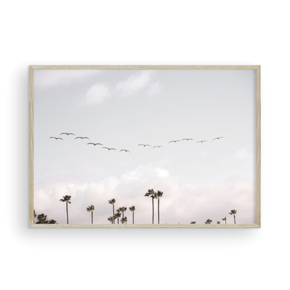 Birds over Palms 5301