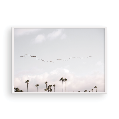 Birds over Palms 5301