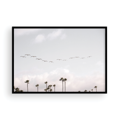 Birds over Palms 5301