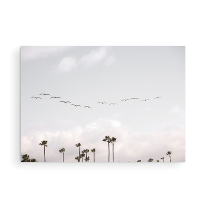 Birds over Palms 5301