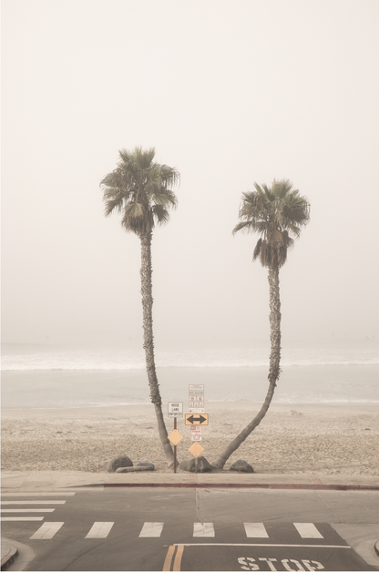 Vertical coastal photography of two leaning palm trees on a hazy Oceanside beach, with ocean waves in the background and a crosswalk in the foreground. 