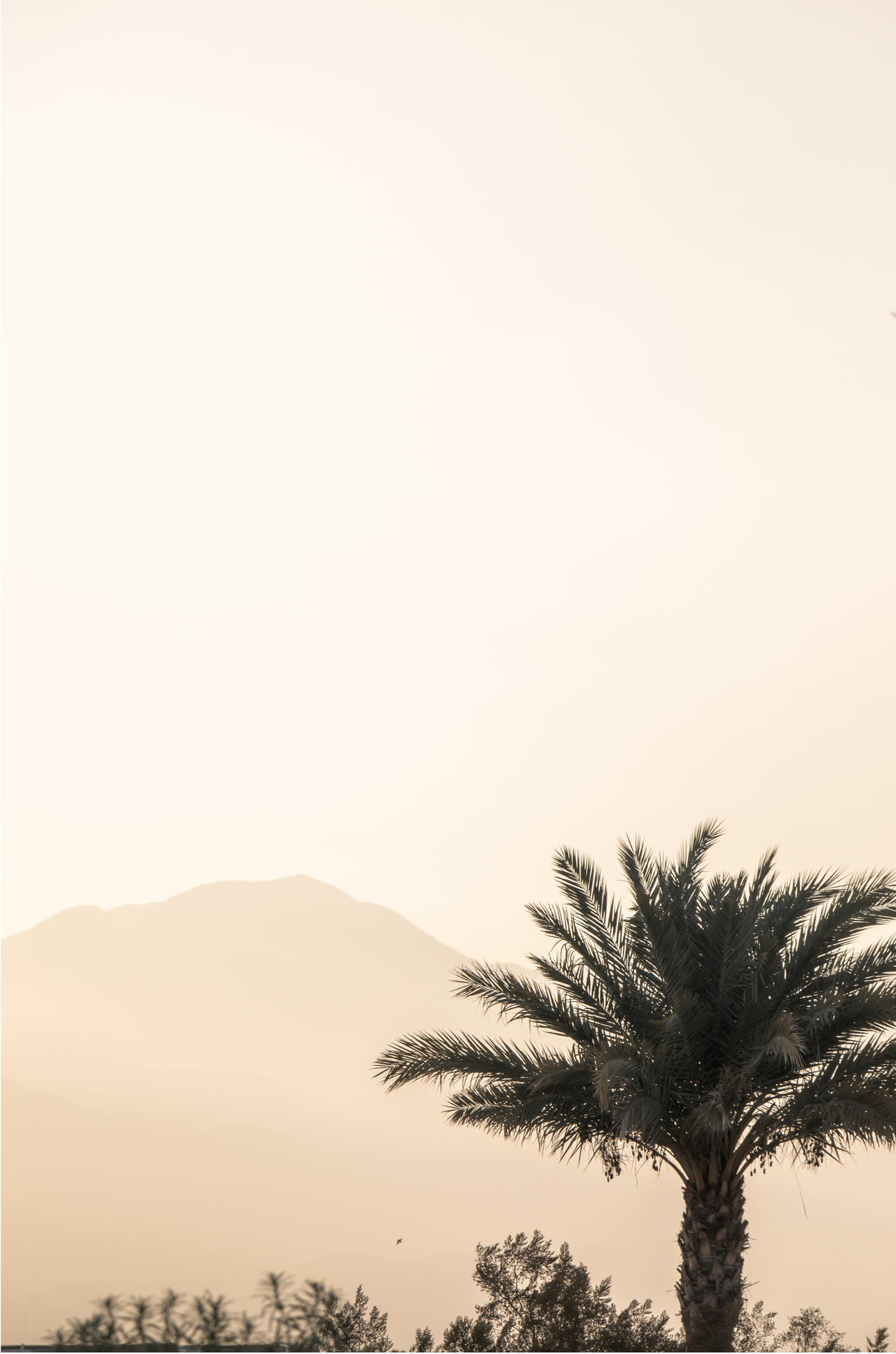 Palm Springs 2666