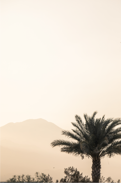 Vertical coastal print of a single palm tree silhouetted against a hazy sky with a distant mountain range, creating a calm beach print feel. 
