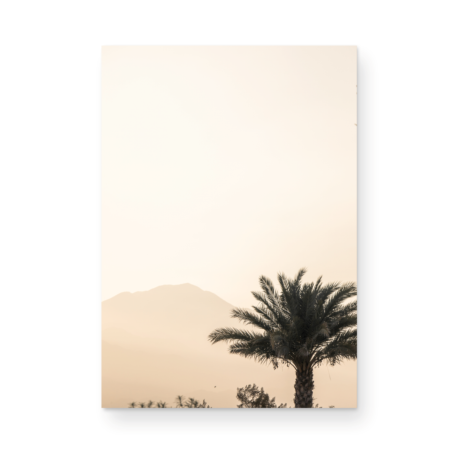 Palm Springs 2666