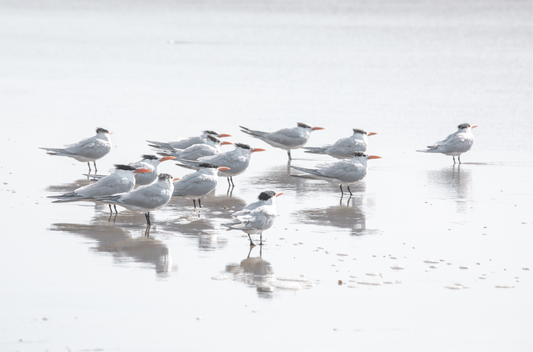 Shore Birds 5263