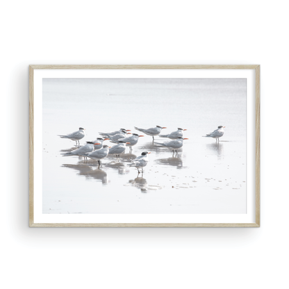 Shore Birds 5263