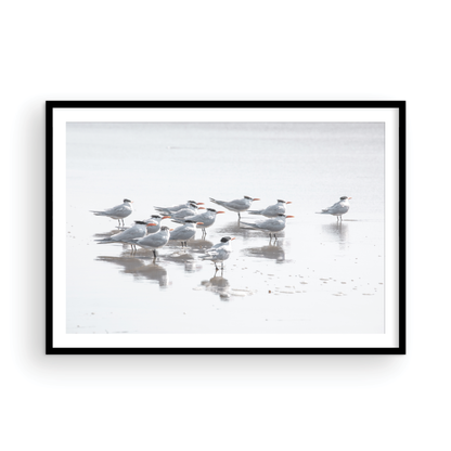 Shore Birds 5263