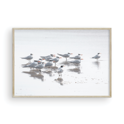 Shore Birds 5263