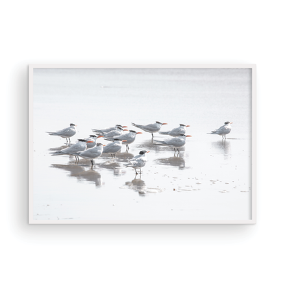 Shore Birds 5263