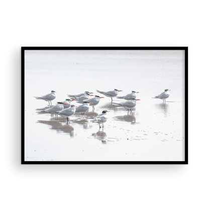 Shore Birds 5263