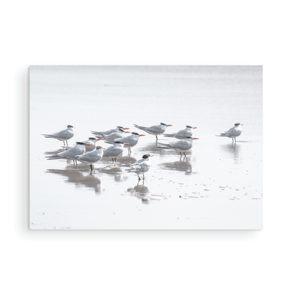 Shore Birds 5263