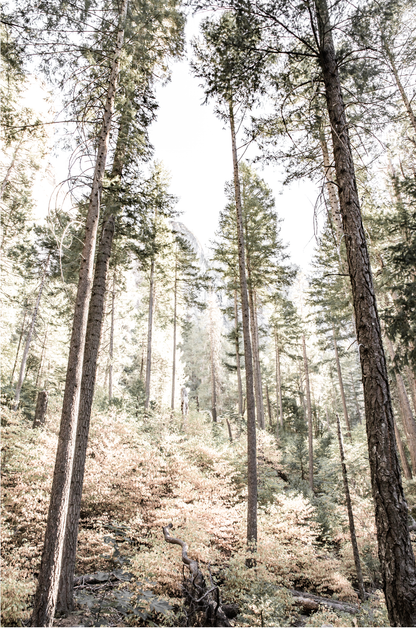 Fine art Yosemite Valley forest vertical  landscape print by Southern California photographer Kim Dybczak of Salt Creek Prints, featuring tall trees. 