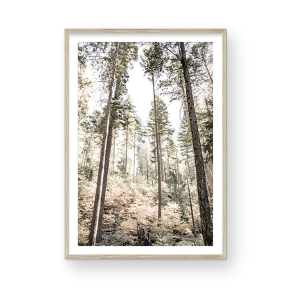 Fine art Yosemite Valley forest vertical  landscape print by Southern California photographer Kim Dybczak of Salt Creek Prints, featuring tall trees. Photograph in minimalist mock up