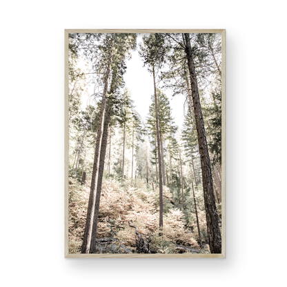 Fine art Yosemite Valley forest vertical  landscape print by Southern California photographer Kim Dybczak of Salt Creek Prints, featuring tall trees. Photograph in minimalist mock up