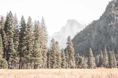Fine art Yosemite Valley horizontal  landscape print by Southern California photographer Kim Dybczak of Salt Creek Prints, featuring a golden field and granite cliffs with with a valley in the mountains distance. 