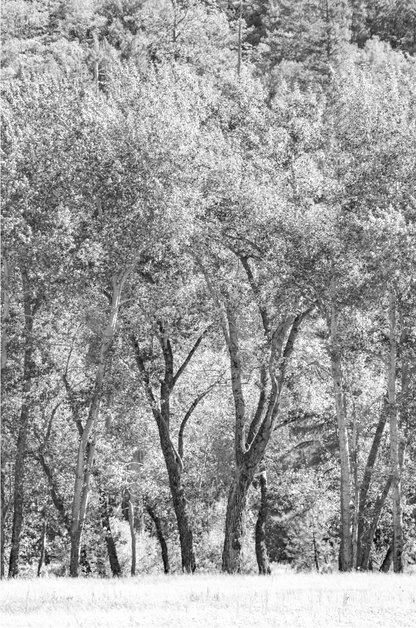 Fine art Yosemite Valley forest vertical  landscape black and white print by Southern California photographer Kim Dybczak of Salt Creek Prints, featuring tall trees. 