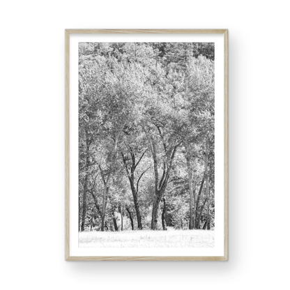Fine art Yosemite Valley forest vertical  landscape black and white print by Southern California photographer Kim Dybczak of Salt Creek Prints, featuring tall trees. Photograph in minimalist mock up