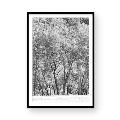 Fine art Yosemite Valley forest vertical  landscape black and white print by Southern California photographer Kim Dybczak of Salt Creek Prints, featuring tall trees. Photograph in minimalist mock up