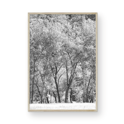 Fine art Yosemite Valley forest vertical  landscape black and white print by Southern California photographer Kim Dybczak of Salt Creek Prints, featuring tall trees. Photograph in minimalist mock up