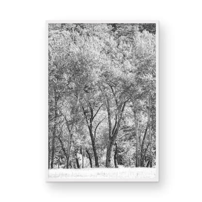 Fine art Yosemite Valley forest vertical  landscape black and white print by Southern California photographer Kim Dybczak of Salt Creek Prints, featuring tall trees. Photograph in minimalist mock up