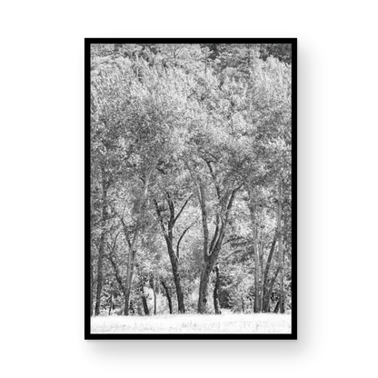 Fine art Yosemite Valley forest vertical  landscape black and white print by Southern California photographer Kim Dybczak of Salt Creek Prints, featuring tall trees. Photograph in minimalist mock up